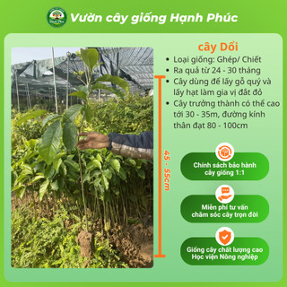 Cây giống DỔI Chuẩn Giống Gỗ Quý, Hạt làm Gia Vị, Siêu Sai Quả, Dễ Trồng, Năng Suất Cao - Hỏa tốc HN