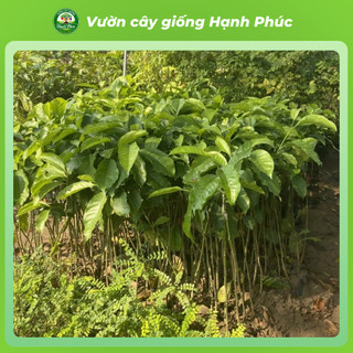 Cây giống DỔI Chuẩn Giống Gỗ Quý, Hạt làm Gia Vị, Siêu Sai Quả, Dễ Trồng, Năng Suất Cao - Hỏa tốc HN