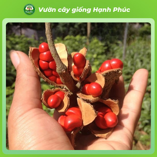 Cây giống DỔI Chuẩn Giống Gỗ Quý, Hạt làm Gia Vị, Siêu Sai Quả, Dễ Trồng, Năng Suất Cao - Hỏa tốc HN