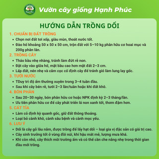 Cây giống DỔI Chuẩn Giống Gỗ Quý, Hạt làm Gia Vị, Siêu Sai Quả, Dễ Trồng, Năng Suất Cao - Hỏa tốc HN