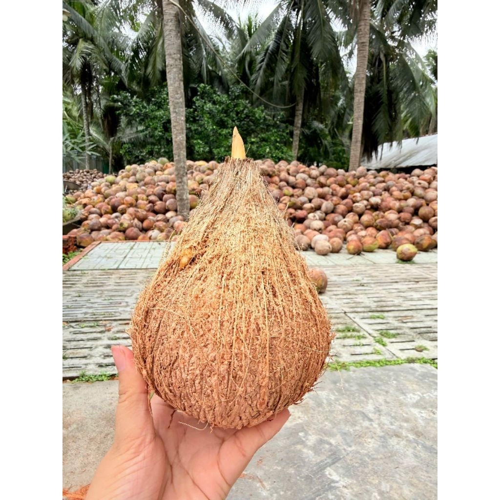 Combo 2 trái dừa mộng bến tre ( đã lột vỏ)