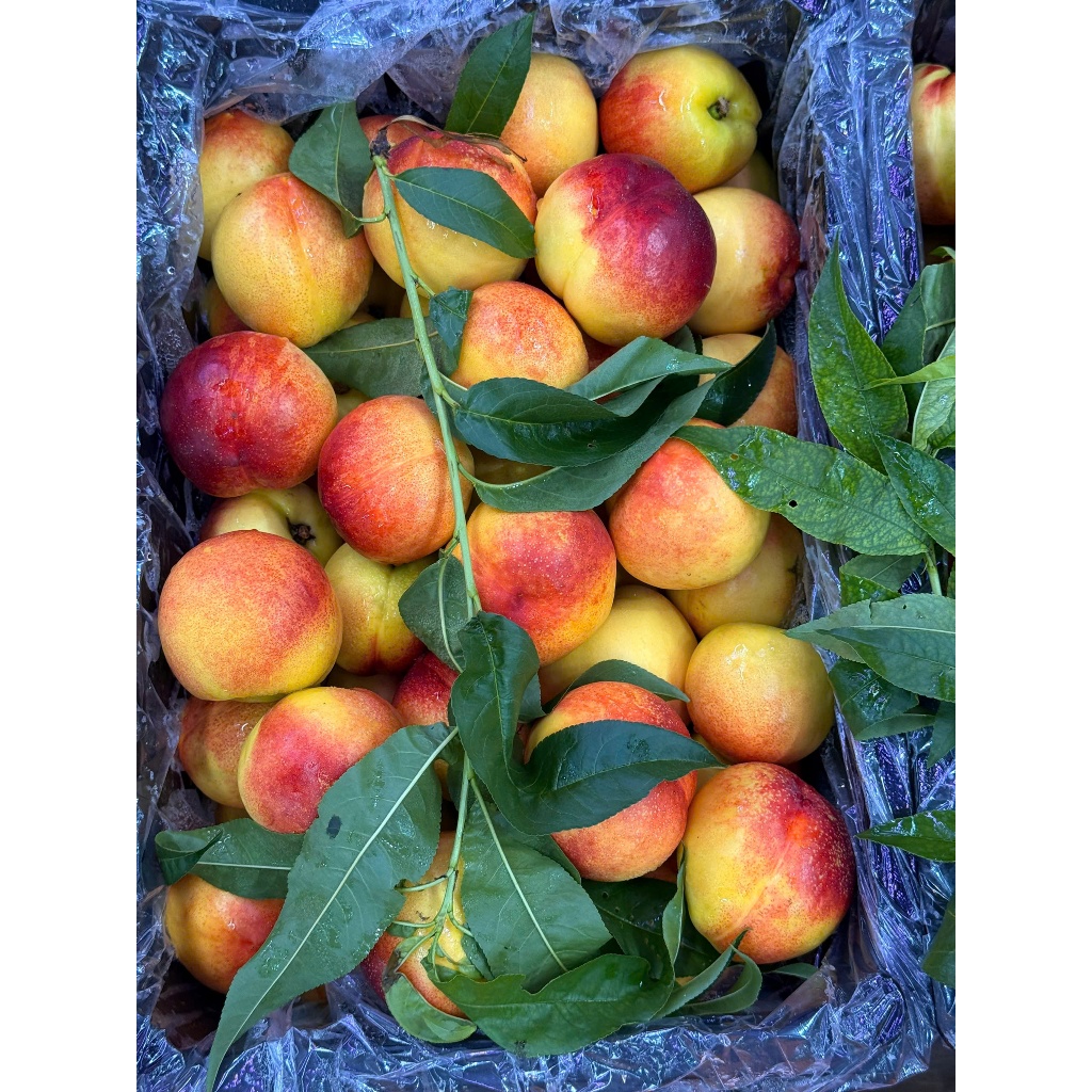 🍑 ĐÀO RỔ RUỘT VÀNG RỔ 6KG CẢ BÌ 🍑