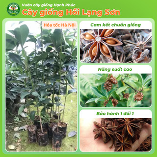 Cây giống HỒI LẠNG SƠN Chuẩn Giống F1 Chất lượng Cao, Dễ Trồng, Năng Suất Cao dùng làm Gia vị, Tinh Dầu, Dược liệu