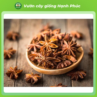 Cây giống HỒI LẠNG SƠN Chuẩn Giống F1 Chất lượng Cao, Dễ Trồng, Năng Suất Cao dùng làm Gia vị, Tinh Dầu, Dược liệu