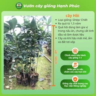 Cây giống HỒI LẠNG SƠN Chuẩn Giống F1 Chất lượng Cao, Dễ Trồng, Năng Suất Cao dùng làm Gia vị, Tinh Dầu, Dược liệu