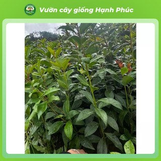 Cây giống HỒI LẠNG SƠN Chuẩn Giống F1 Chất lượng Cao, Dễ Trồng, Năng Suất Cao dùng làm Gia vị, Tinh Dầu, Dược liệu