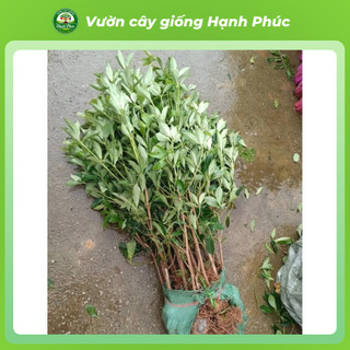 Cây giống HỒI LẠNG SƠN Chuẩn Giống F1 Chất lượng Cao, Dễ Trồng, Năng Suất Cao dùng làm Gia vị, Tinh Dầu, Dược liệu