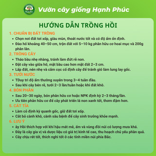 Cây giống HỒI LẠNG SƠN Chuẩn Giống F1 Chất lượng Cao, Dễ Trồng, Năng Suất Cao dùng làm Gia vị, Tinh Dầu, Dược liệu