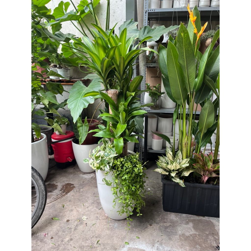 Thiết mộc lan- Phát tài bộ mix trang trí văn phòng, làm quà tặng Khai Trương- Tân gia- Ship hoả tốc nội thành SG