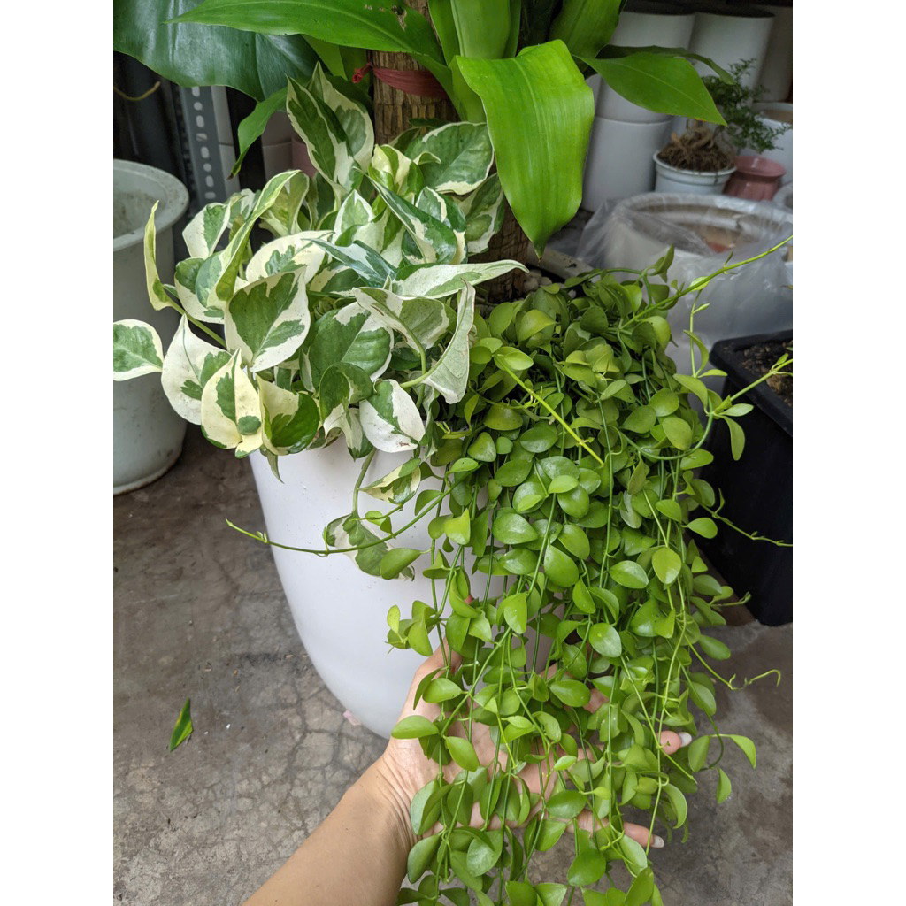 Thiết mộc lan- Phát tài bộ mix trang trí văn phòng, làm quà tặng Khai Trương- Tân gia- Ship hoả tốc nội thành SG