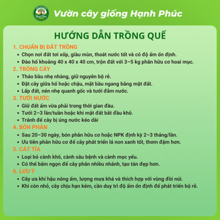 Cây giống QUẾ YÊN BÁI Chuẩn Giống, Dễ Trồng, Năng Suất Cao Nhiều tác dụng trong y học, thực phẩm - Hỏa tốc HN
