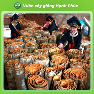 Cây giống QUẾ YÊN BÁI Chuẩn Giống, Dễ Trồng, Năng Suất Cao Nhiều tác dụng trong y học, thực phẩm - Hỏa tốc HN