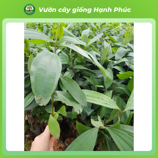 Cây giống QUẾ YÊN BÁI Chuẩn Giống, Dễ Trồng, Năng Suất Cao Nhiều tác dụng trong y học, thực phẩm - Hỏa tốc HN