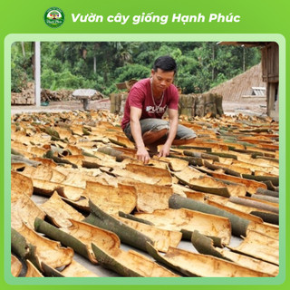 Cây giống QUẾ YÊN BÁI Chuẩn Giống, Dễ Trồng, Năng Suất Cao Nhiều tác dụng trong y học, thực phẩm - Hỏa tốc HN