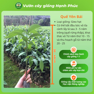 Cây giống QUẾ YÊN BÁI Chuẩn Giống, Dễ Trồng, Năng Suất Cao Nhiều tác dụng trong y học, thực phẩm - Hỏa tốc HN