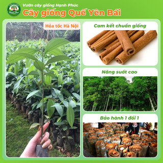 Cây giống QUẾ YÊN BÁI Chuẩn Giống, Dễ Trồng, Năng Suất Cao Nhiều tác dụng trong y học, thực phẩm - Hỏa tốc HN