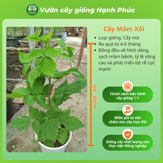 Cây giống MÂM XÔI - PHÚC BỒN TỬ Siêu sai quả, Chuẩn Giống F1 , Dễ Chăm sóc, Năng Suất Cao - Hỏa tốc HN