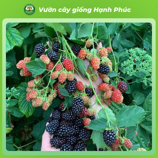 Cây giống MÂM XÔI - PHÚC BỒN TỬ Siêu sai quả, Chuẩn Giống F1 , Dễ Chăm sóc, Năng Suất Cao - Hỏa tốc HN