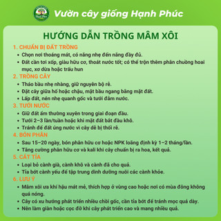 Cây giống MÂM XÔI - PHÚC BỒN TỬ Siêu sai quả, Chuẩn Giống F1 , Dễ Chăm sóc, Năng Suất Cao - Hỏa tốc HN