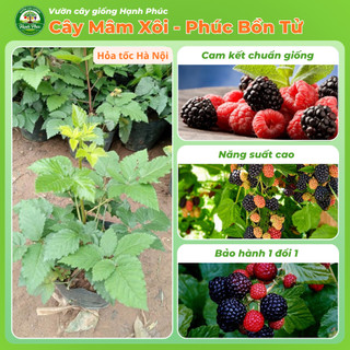 Cây giống MÂM XÔI - PHÚC BỒN TỬ Siêu sai quả, Chuẩn Giống F1 , Dễ Chăm sóc, Năng Suất Cao - Hỏa tốc HN