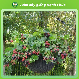 Cây giống MÂM XÔI - PHÚC BỒN TỬ Siêu sai quả, Chuẩn Giống F1 , Dễ Chăm sóc, Năng Suất Cao - Hỏa tốc HN