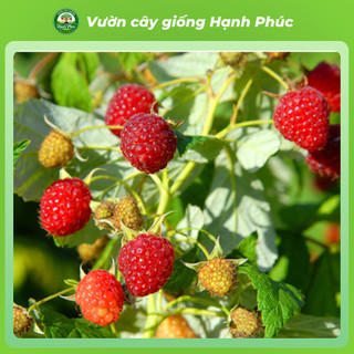 Cây giống MÂM XÔI - PHÚC BỒN TỬ Siêu sai quả, Chuẩn Giống F1 , Dễ Chăm sóc, Năng Suất Cao - Hỏa tốc HN