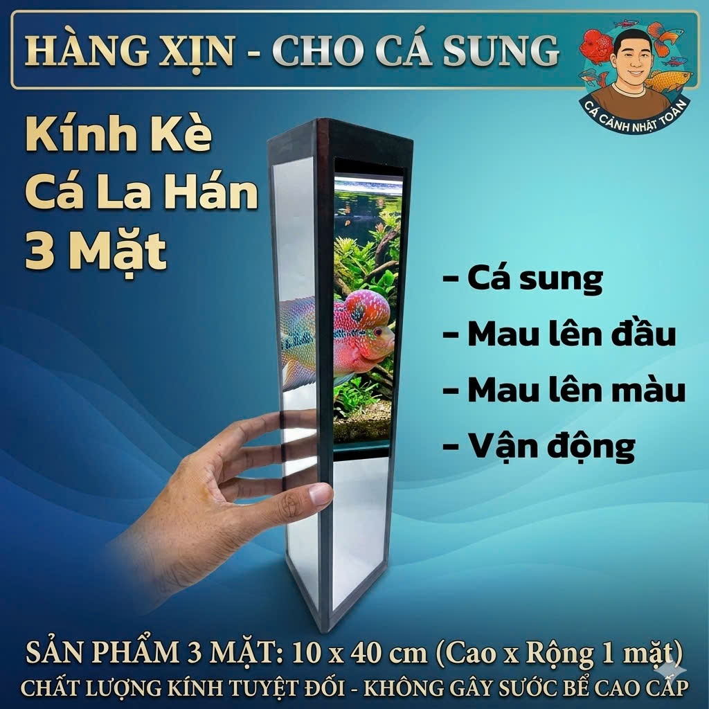 KÍNH KÈ LA HÁN 3 MẶT CHO CÁ SUNG HÀNG XỊN