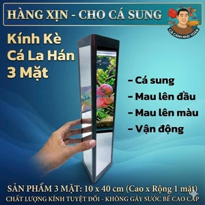 KÍNH KÈ LA HÁN 3 MẶT CHO CÁ SUNG HÀNG XỊN