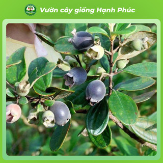 Cây giống SIM TÍM Chuẩn Giống Sinh Trưởng Tự Nhiên, Dễ Trồng, Làm cảnh hoặc Ăn quả, Ngâm Siro Tại nhà