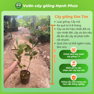 Cây giống SIM TÍM Chuẩn Giống Sinh Trưởng Tự Nhiên, Dễ Trồng, Làm cảnh hoặc Ăn quả, Ngâm Siro Tại nhà