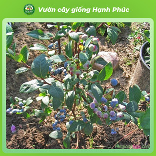 Cây giống SIM TÍM Chuẩn Giống Sinh Trưởng Tự Nhiên, Dễ Trồng, Làm cảnh hoặc Ăn quả, Ngâm Siro Tại nhà