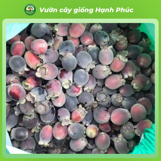 Cây giống SIM TÍM Chuẩn Giống Sinh Trưởng Tự Nhiên, Dễ Trồng, Làm cảnh hoặc Ăn quả, Ngâm Siro Tại nhà