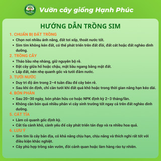 Cây giống SIM TÍM Chuẩn Giống Sinh Trưởng Tự Nhiên, Dễ Trồng, Làm cảnh hoặc Ăn quả, Ngâm Siro Tại nhà