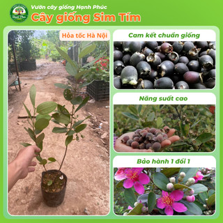 Cây giống SIM TÍM Chuẩn Giống Sinh Trưởng Tự Nhiên, Dễ Trồng, Làm cảnh hoặc Ăn quả, Ngâm Siro Tại nhà