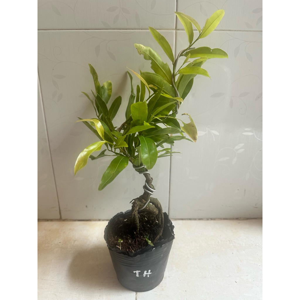 Hoa mai cúc thọ hương_cây ghép