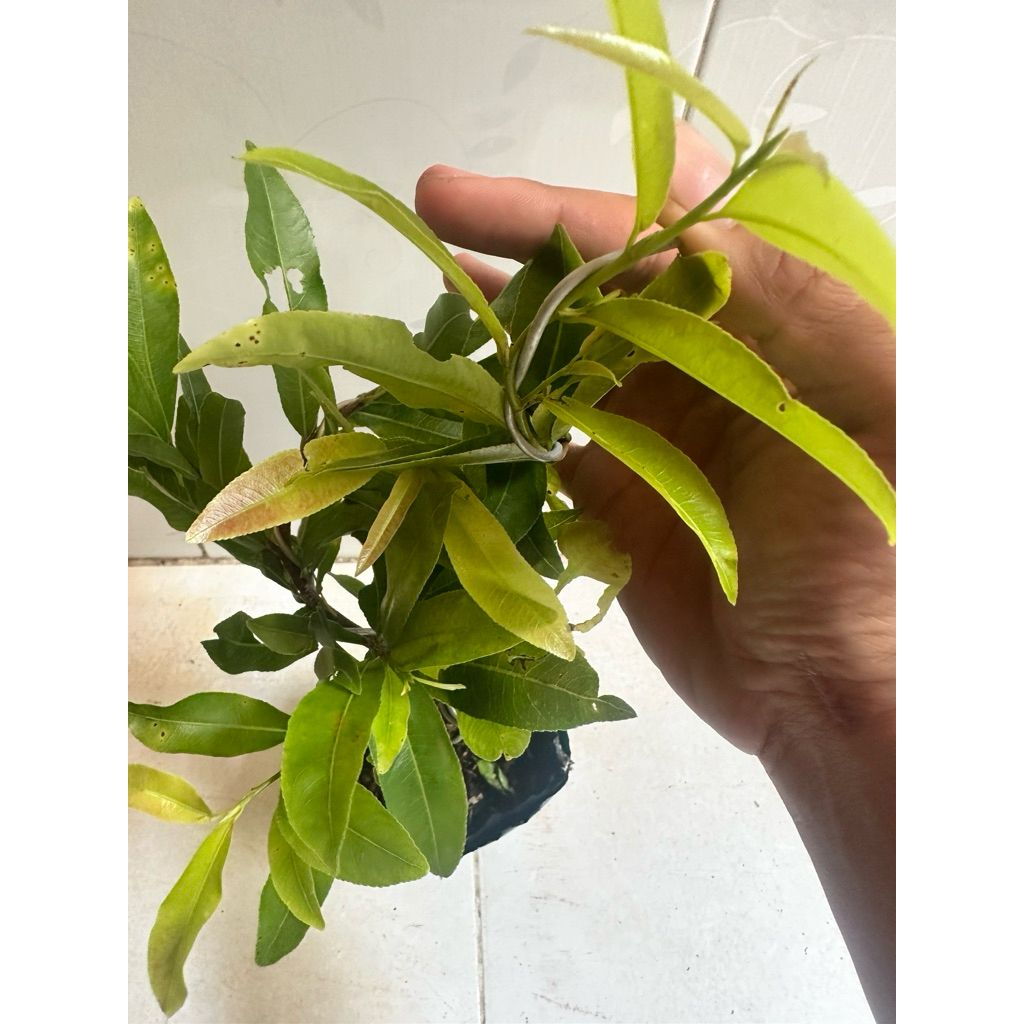 Hoa mai cúc 30-36 cánh siêu bông