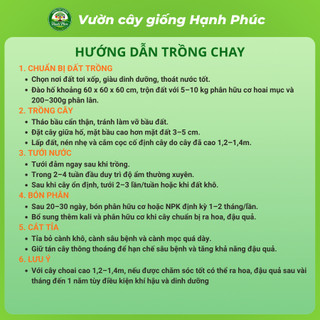 Cây giống CHAY Chuẩn Giống, Quả Nấu Canh Chua, Có tác dụng Y học, Dễ Trồng, Năng Suất Cao - Hỏa tốc Hà Nội