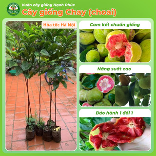 Cây giống CHAY Chuẩn Giống, Quả Nấu Canh Chua, Có tác dụng Y học, Dễ Trồng, Năng Suất Cao - Hỏa tốc Hà Nội