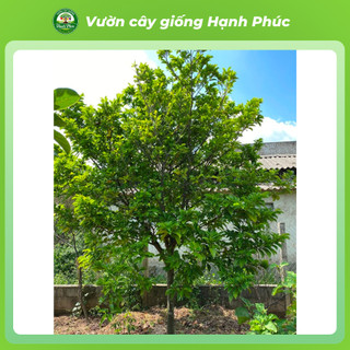 Cây giống CHAY Chuẩn Giống, Quả Nấu Canh Chua, Có tác dụng Y học, Dễ Trồng, Năng Suất Cao - Hỏa tốc Hà Nội