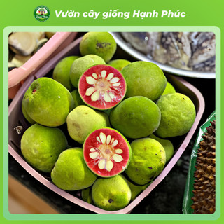 Cây giống CHAY Chuẩn Giống, Quả Nấu Canh Chua, Có tác dụng Y học, Dễ Trồng, Năng Suất Cao - Hỏa tốc Hà Nội