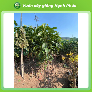 Cây giống CHAY Chuẩn Giống, Quả Nấu Canh Chua, Có tác dụng Y học, Dễ Trồng, Năng Suất Cao - Hỏa tốc Hà Nội