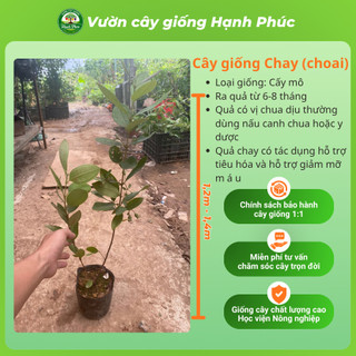 Cây giống CHAY Chuẩn Giống, Quả Nấu Canh Chua, Có tác dụng Y học, Dễ Trồng, Năng Suất Cao - Hỏa tốc Hà Nội