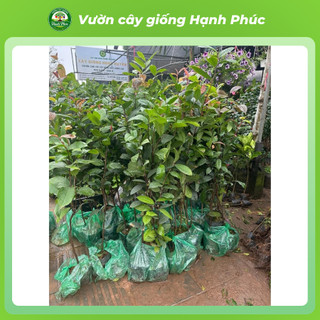 Cây giống TRÀ HOA VÀNG (Cỡ Nhỡ) Nhanh Ra Hoa sau 1 Năm, Làm Trà Uống, Làm Cảnh Sân Vườn
