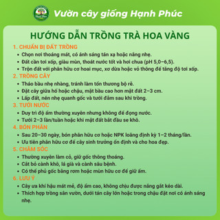 Cây giống TRÀ HOA VÀNG (Cỡ Nhỡ) Nhanh Ra Hoa sau 1 Năm, Làm Trà Uống, Làm Cảnh Sân Vườn