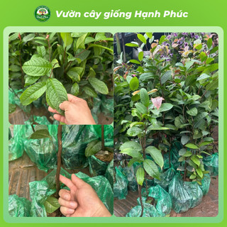 Cây giống TRÀ HOA VÀNG (Cỡ Nhỡ) Nhanh Ra Hoa sau 1 Năm, Làm Trà Uống, Làm Cảnh Sân Vườn