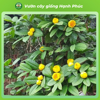 Cây giống TRÀ HOA VÀNG (Cỡ Nhỡ) Nhanh Ra Hoa sau 1 Năm, Làm Trà Uống, Làm Cảnh Sân Vườn