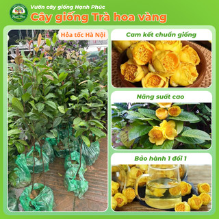 Cây giống TRÀ HOA VÀNG (Cỡ Nhỡ) Nhanh Ra Hoa sau 1 Năm, Làm Trà Uống, Làm Cảnh Sân Vườn
