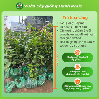 Cây giống TRÀ HOA VÀNG (Cỡ Nhỡ) Nhanh Ra Hoa sau 1 Năm, Làm Trà Uống, Làm Cảnh Sân Vườn