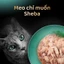 SHEBA Pate Cho Mèo Sành Ăn - Thức ăn cho mèo lớn dạng sốt 70g