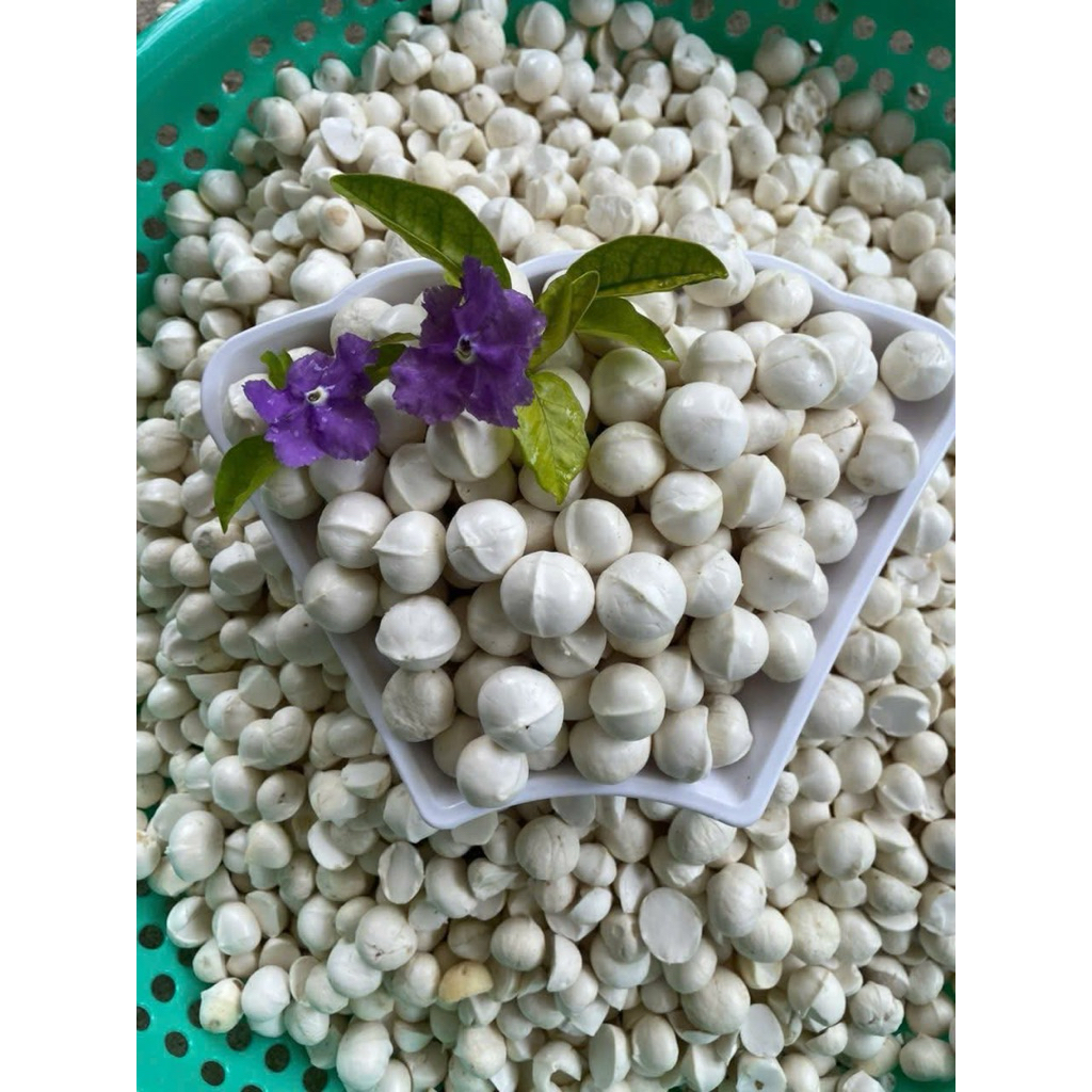 Macca Lai Châu Tươi Nguyên Vỏ Vụ Mới | Hạt Già Ngọt Bùi Béo Ngậy Làm Sữa Hạt Ăn Healthy 1kg